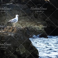 IMG_4087 copy.jpg