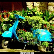 italian_style__800.jpeg